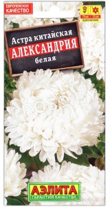 Астра Александрия белая