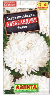 Астра Александрия белая