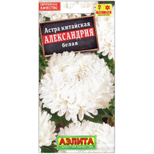 Астра Александрия белая