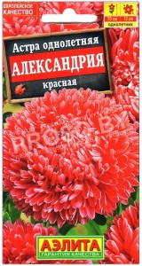 Астра Александрия красная