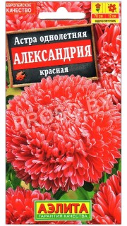 Астра Александрия красная
