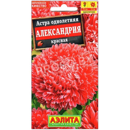 Астра Александрия красная
