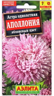 Астра Аполлония яблоневый цвет