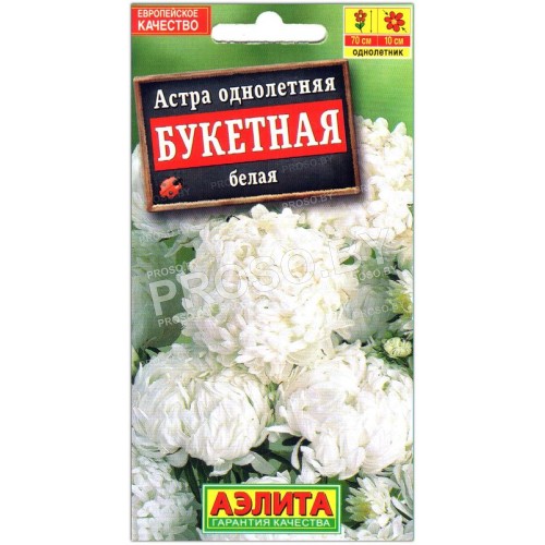 Астра букетная Белая