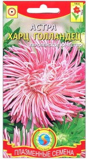 Астра харц Голландец