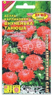 Астра карликовая Внученька Танюша