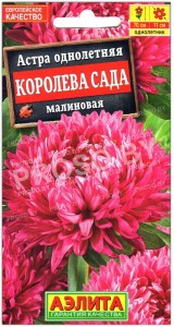Астра Королева сада малиновая