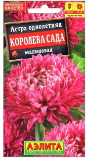Астра Королева сада малиновая