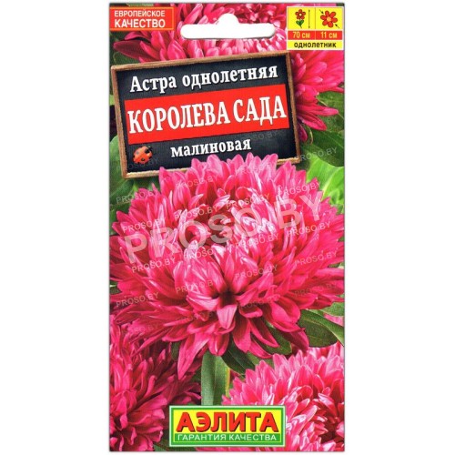Астра Королева сада малиновая