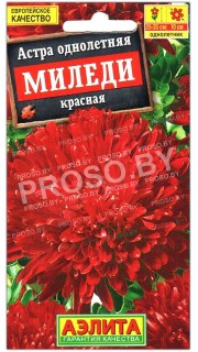 Астра Миледи красная