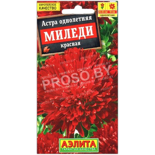 Астра Миледи красная