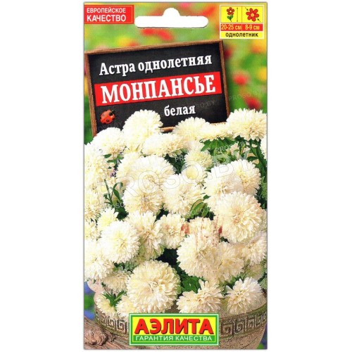 Астра Монпансье белая