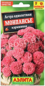 Астра Монпансье карминовая
