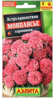 Астра Монпансье карминовая