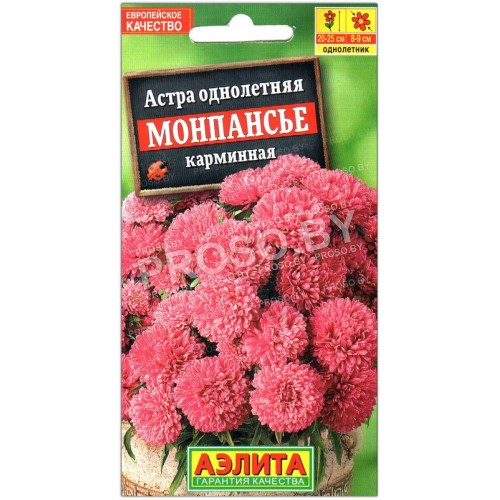 Астра Монпансье карминовая