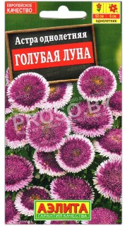 Астра помпонная Голубая луна