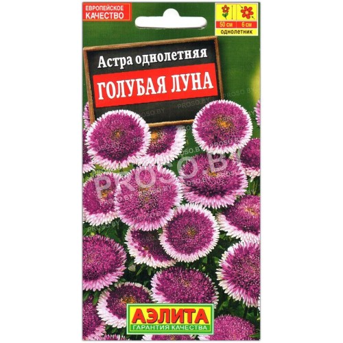 Астра помпонная Голубая луна