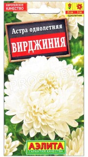 Астра Вирджиния