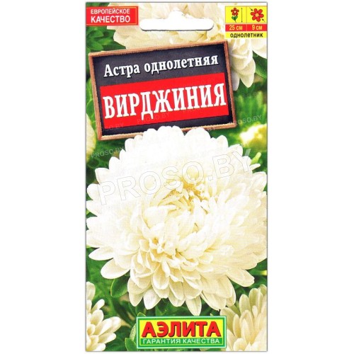 Астра Вирджиния