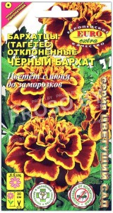 Бархатцы отклоненные Черный бархат