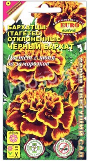 Бархатцы отклоненные Черный бархат