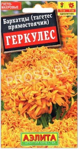 Бархатцы прямостоячие Геркулес