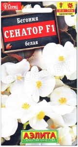 Бегония Сенатор белая F1
