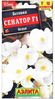 Бегония Сенатор белая F1