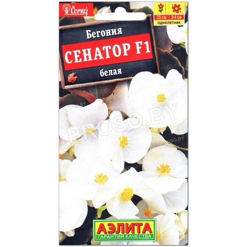Бегония Сенатор белая F1