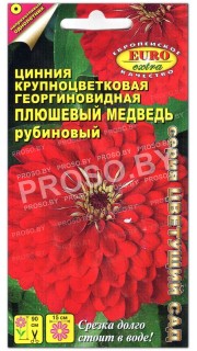 Цинния Плюшевый медведь рубиновый