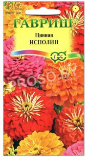 Цинния Исполин