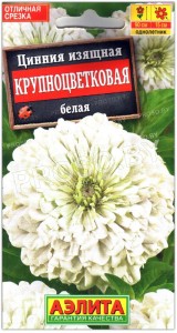 Цинния изящная Крупноцветковая белая
