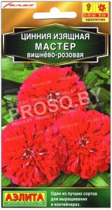Цинния изящная Мастер вишнево-розовая