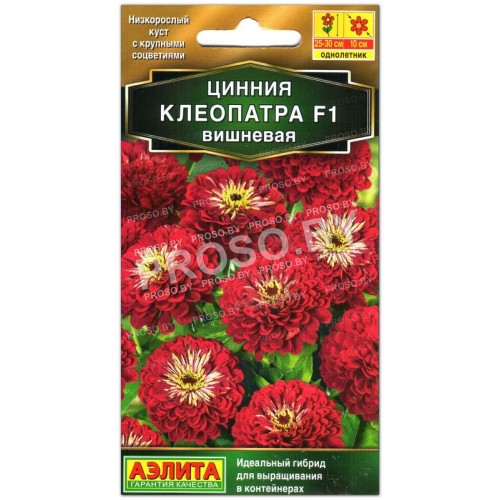 Цинния Клеопатра F1, вишневая