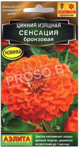 Цинния Сенсация бронзовая