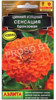 Цинния Сенсация бронзовая