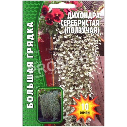 Дихондра ползучая Серебристая