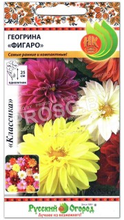 Георгина Фигаро
