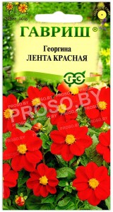 Георгина Лента красная