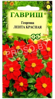 Георгина Лента красная