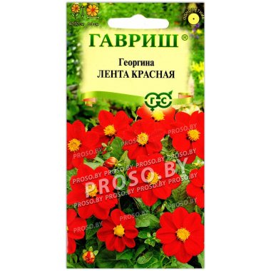 Георгина Лента красная