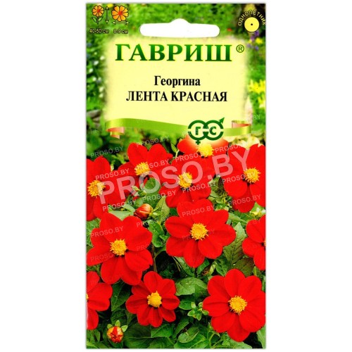 Георгина Лента красная
