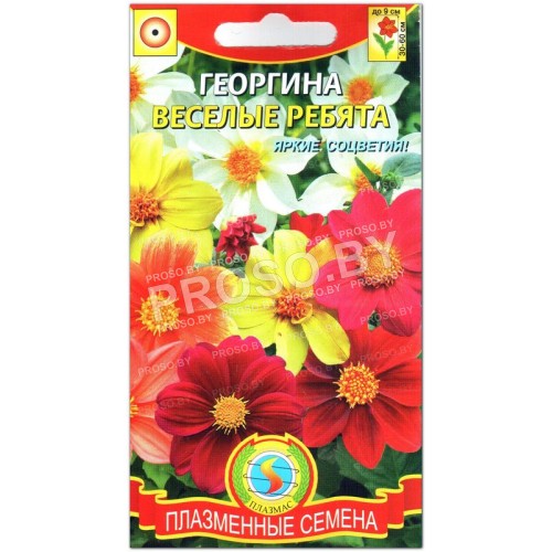 Георгина Веселые ребята, смесь-1