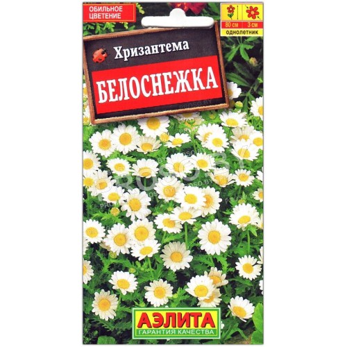 Хризантема Белоснежка