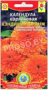Календула карликовая Кэндимэн оранж