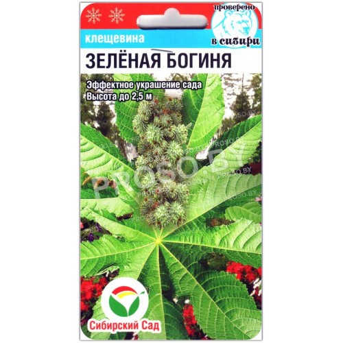 Клещевина Зеленая богиня