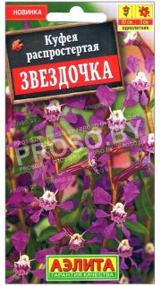 Куфея распростертая Звездочка