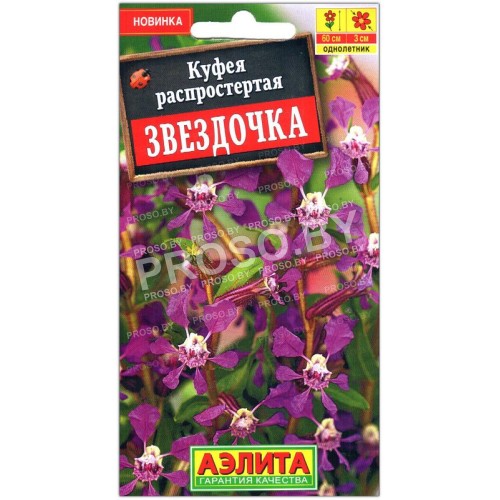Куфея распростертая Звездочка
