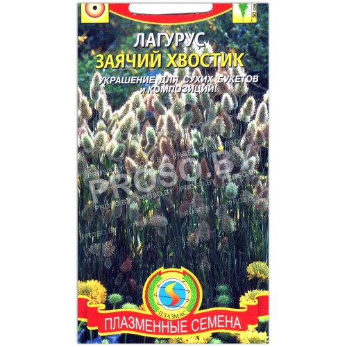Лагурус Заячий хвостик-1
