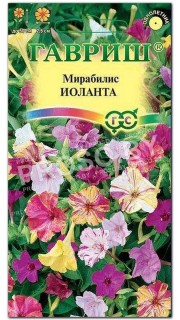 Мирабилис ялапа Иоланта